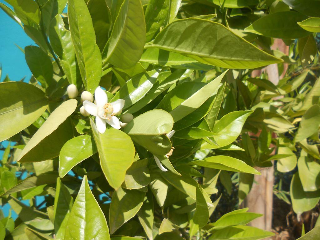 Riad Passiflora Fes Exterior photo